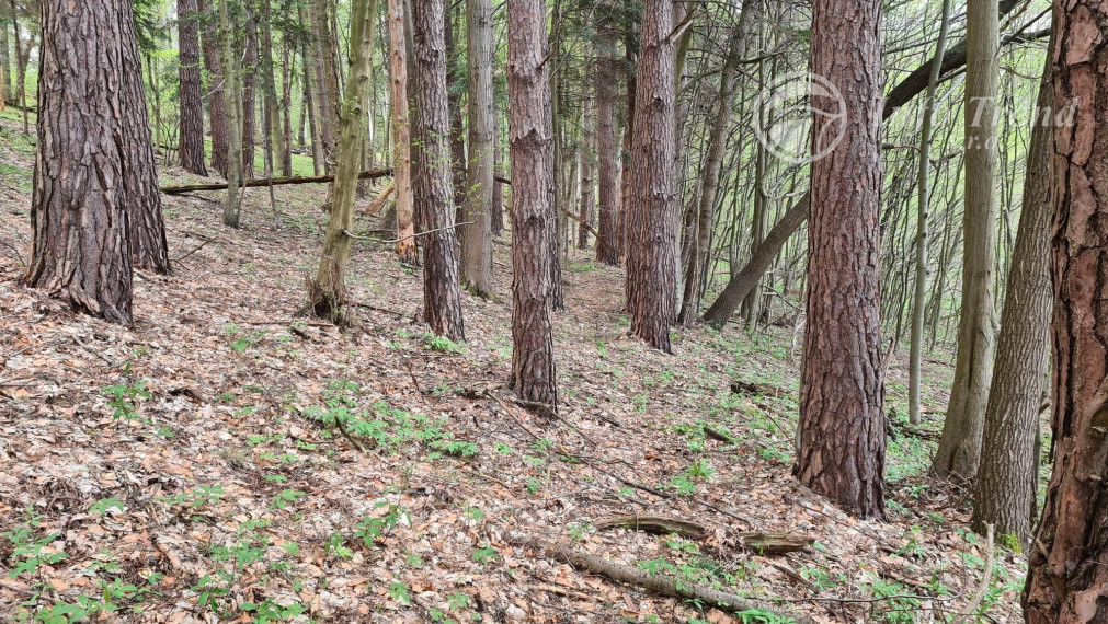 Lesný pozemok v Rekreačnej časti -  Mnichovský potok, Bardejov