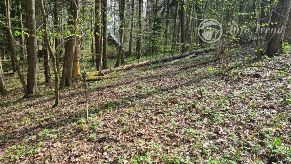 Lesný pozemok v Rekreačnej časti -  Mnichovský potok, Bardejov