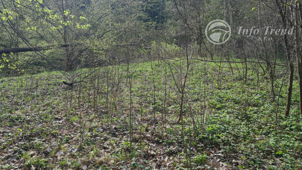 Lesný pozemok v Rekreačnej časti -  Mnichovský potok, Bardejov