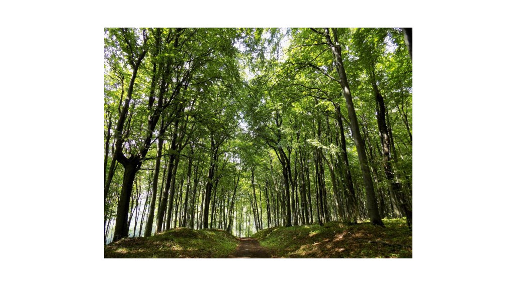 Infotrend - Kúpa lesných pozemkov