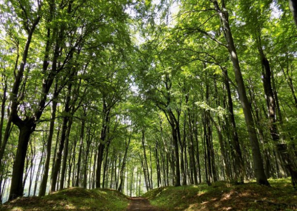 Infotrend - Kúpa lesných pozemkov