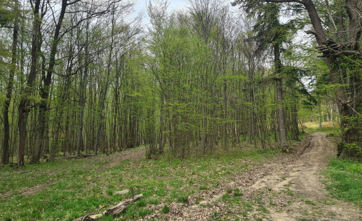 Pozemky  nad sídliskom Moliterka - Stredná hora - fotografia 6